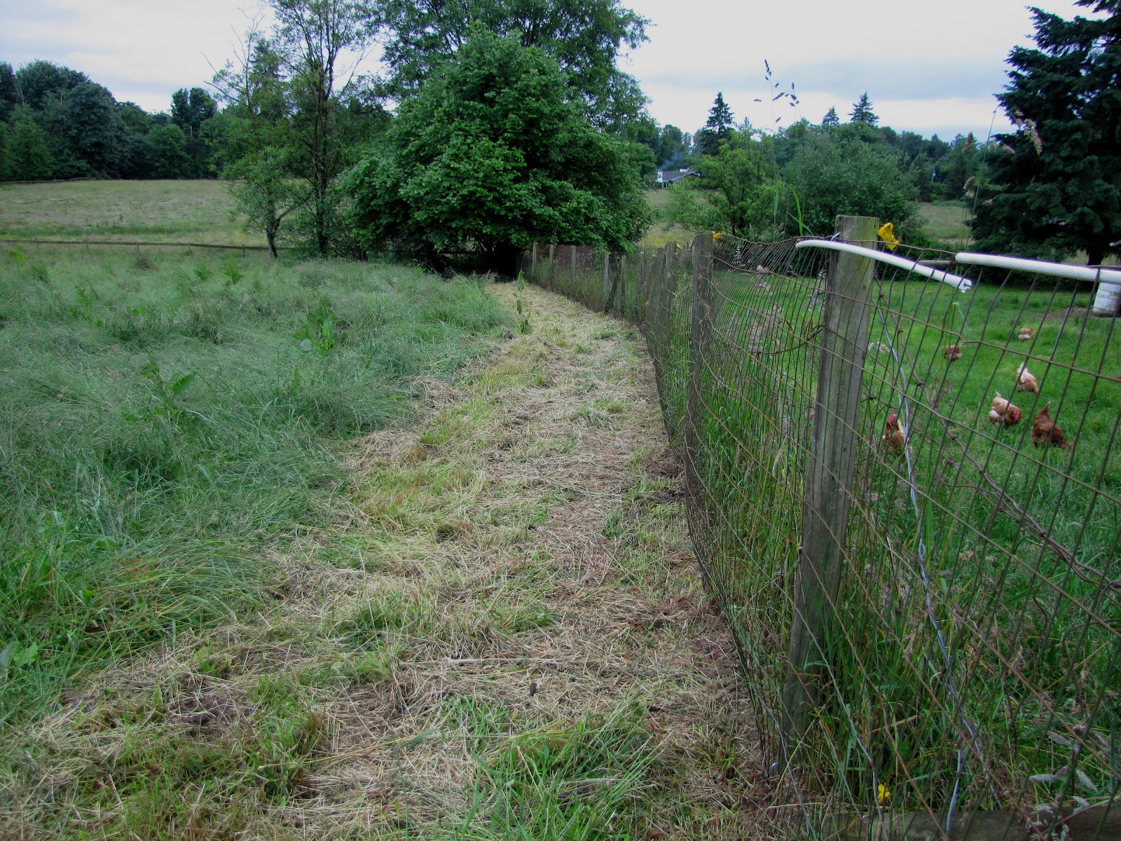 Wyndson Farm: Coyote Fence
