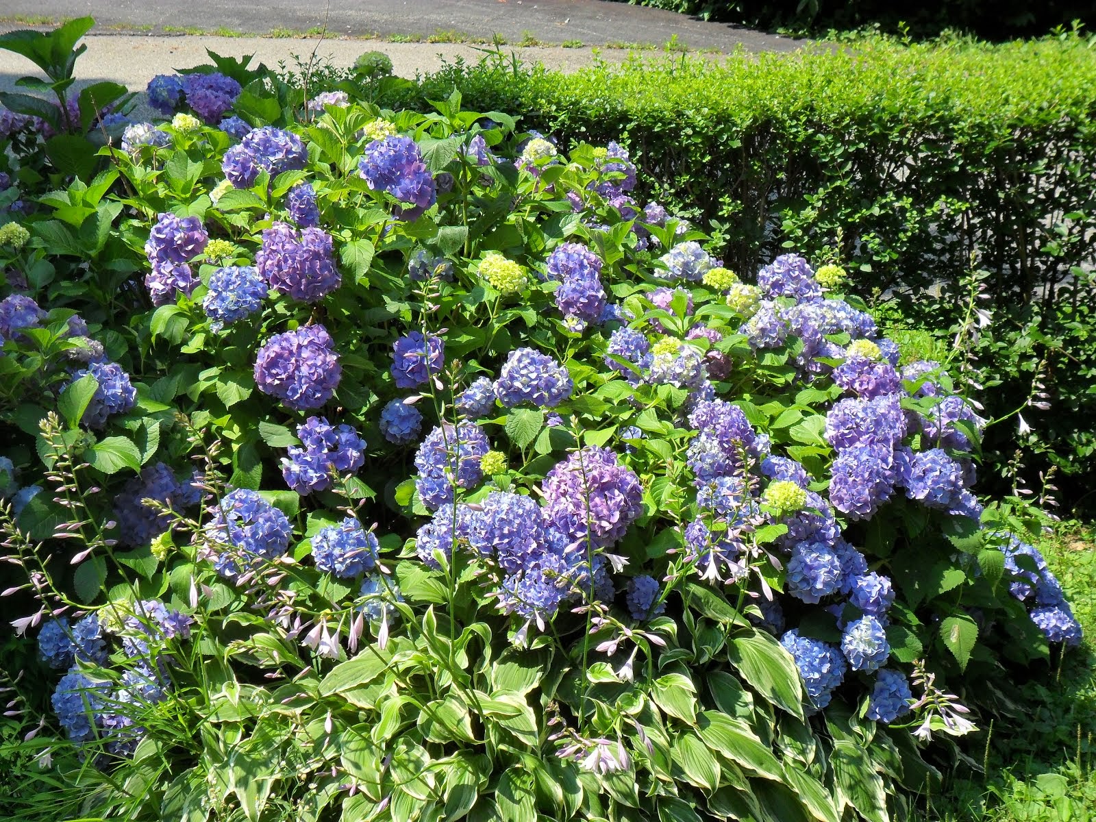 Hydrangea