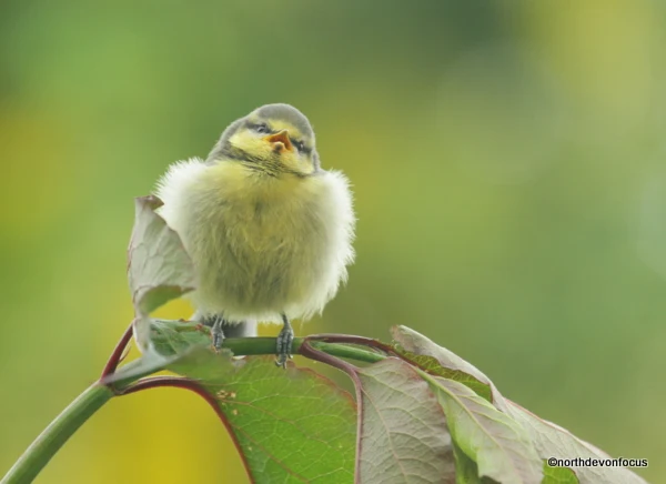 Blue Tit Fledgling - Photo copyright Pat Adams North Devon Focus