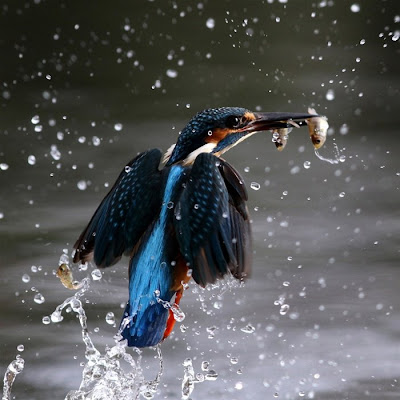 King Fisher Bird