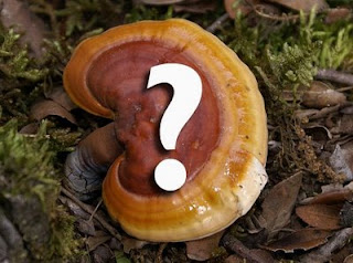 efectos secundarios del cafe ganoderma efectos secundarios del cafe ganoderma