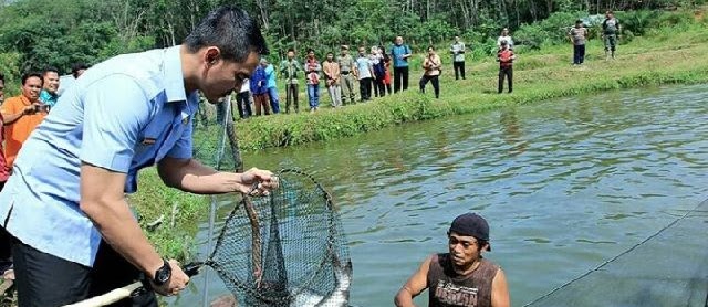 Lokasi Budidaya Ikan Patin yang Bagus dan Strategi Ukuran Kolam 1000 Ekor