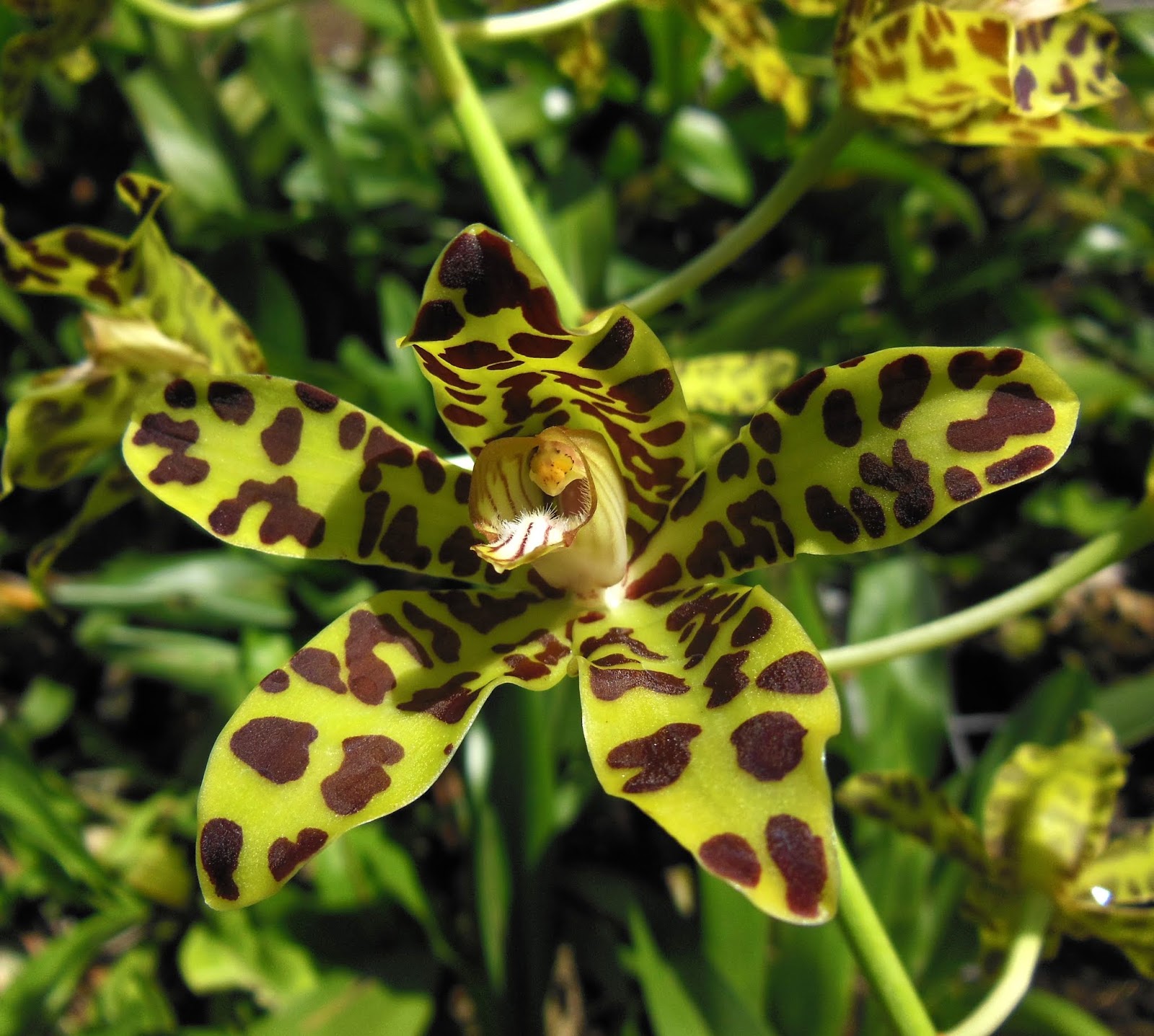Grammaphyllum scriptum var Yunnan Tiger Rare orchid species seedling