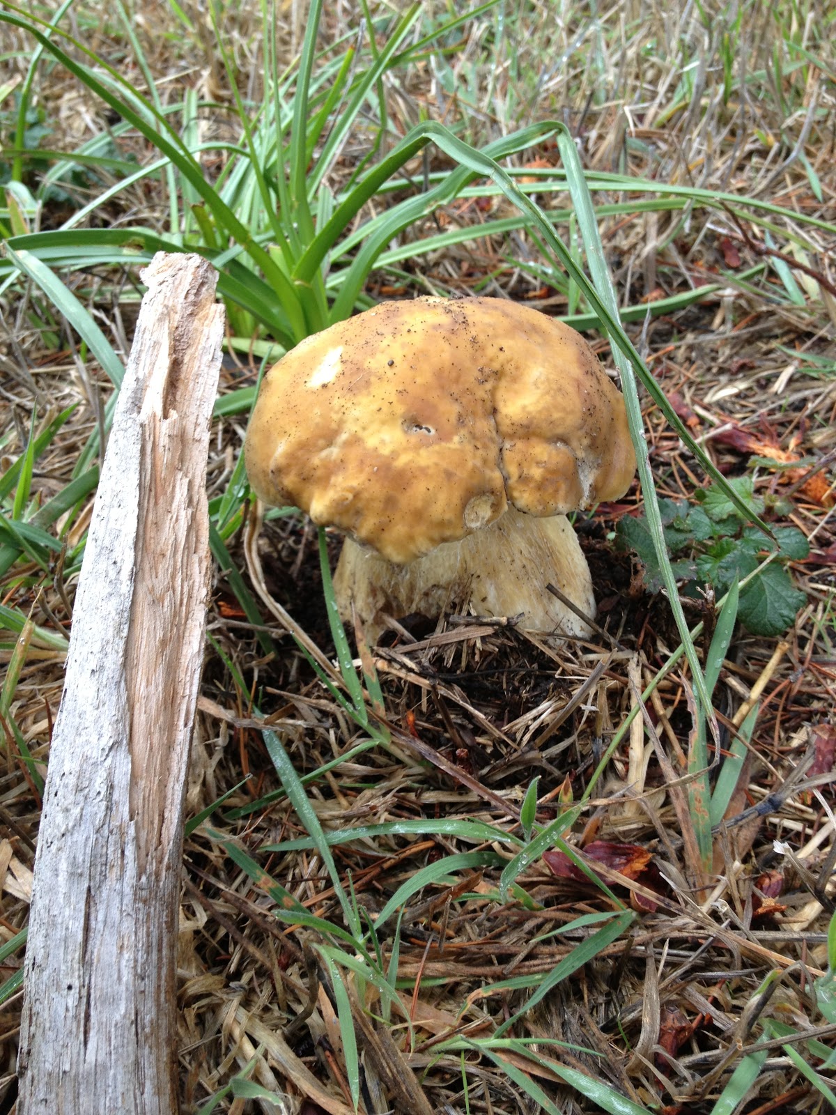 Found Fruit King Boletes