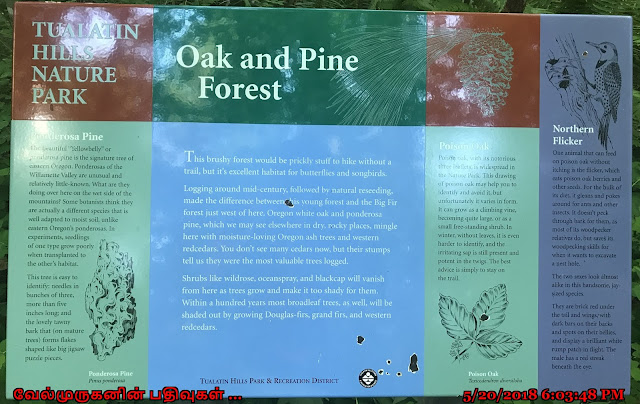 Oak and Pine Forest Beaverton 