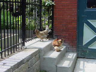 Two chickens in the sunlight on a cement stoop in Pittsburgh