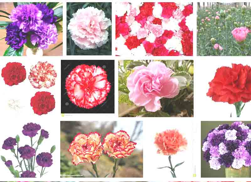 Flowers and Their meanings list 12 Most Famous