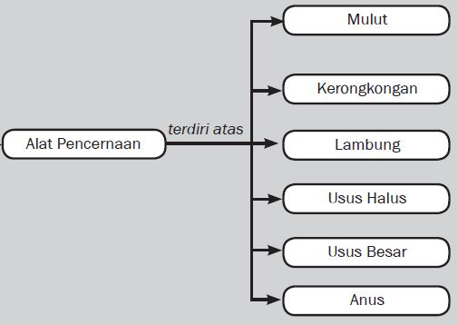 Get Contoh Gambar Poster Sistem Pencernaan Pada Manusia Background