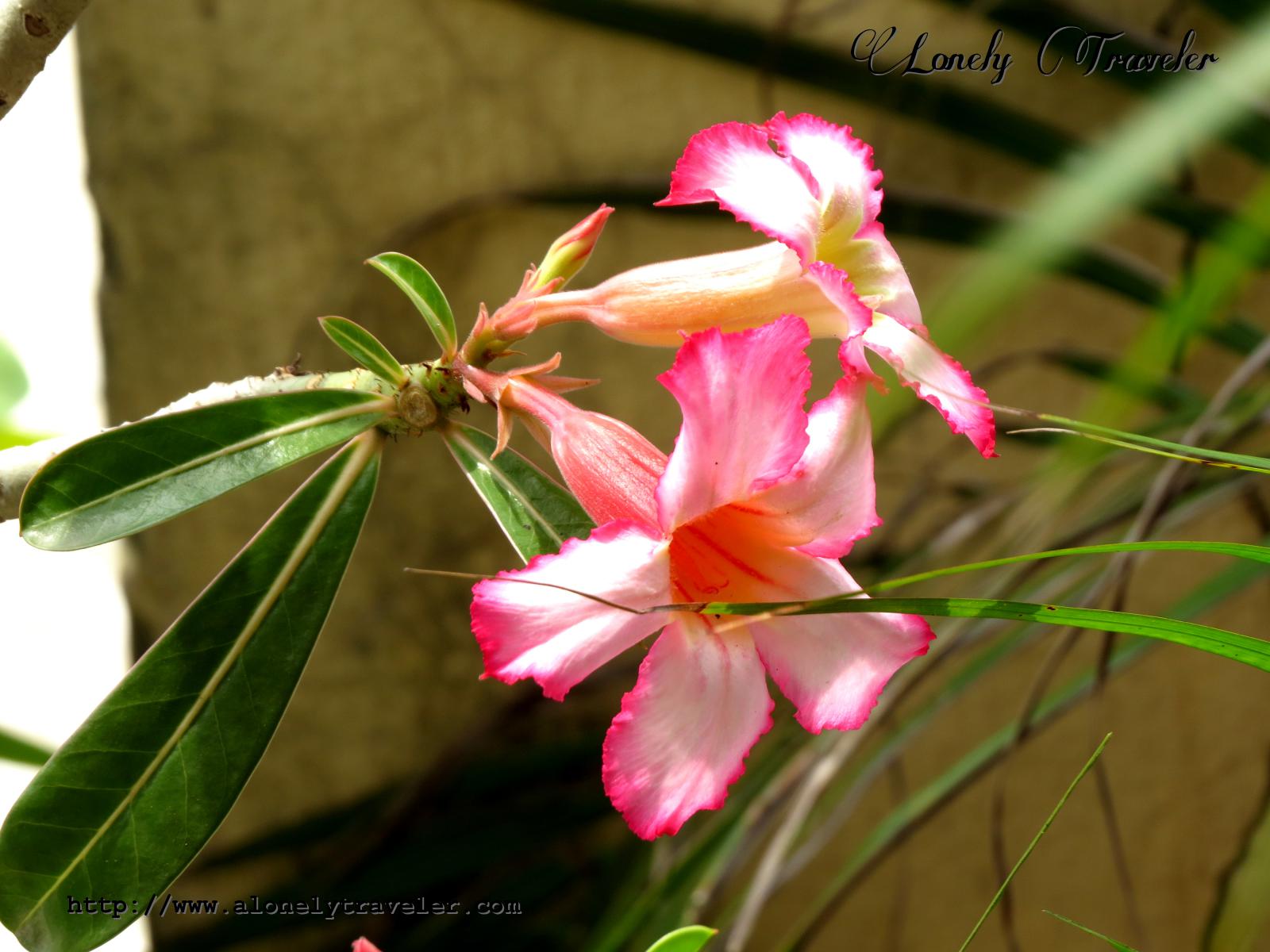 Desert Rose Adenium Obesum