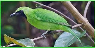 http://kicaupediia.blogspot.com/ http://kicaupediia.blogspot.com/