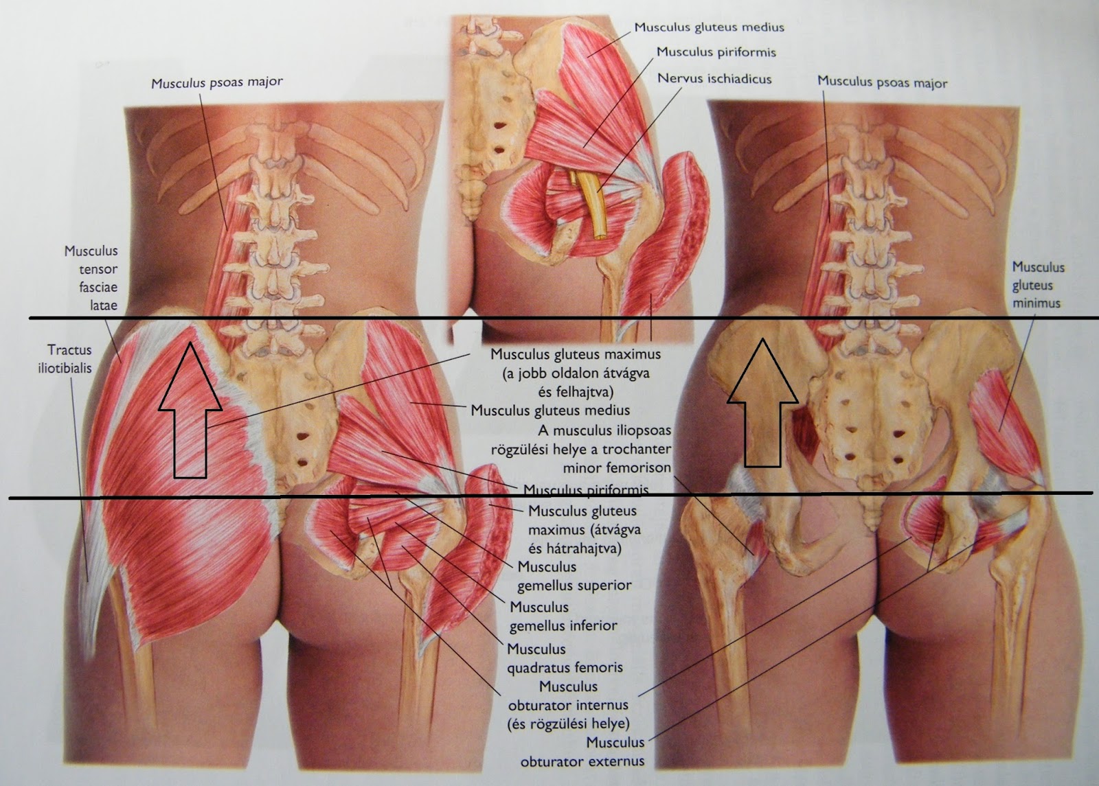 artrózis etiológia klinikai kezelés ízületi csípőfájdalom fáj