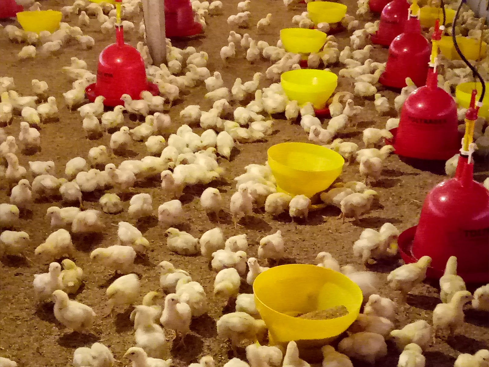 Batok Kosong Manajemen Pemeliharaan Unggas