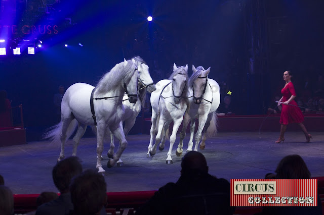 chevaux blanc 