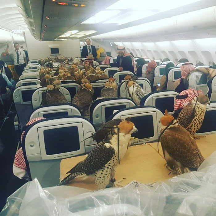Someone Just Bought 80 Plane Seats For His 80 Falcons, And The Internet Is Freaking Out Someone Just Bought 80 Plane Seats For His 80 Falcons, And The Internet Is Freaking Out