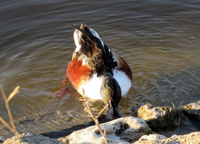 Pato cuchara