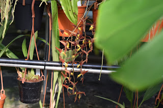 , Visita alle serre di Giulio Celandroni, diarid'orchidee