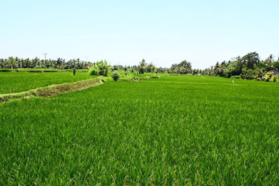Ubud rice field view in Bali