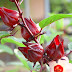 Cách ngâm hoa Atiso đỏ cực ngon đơn giản tại nhà