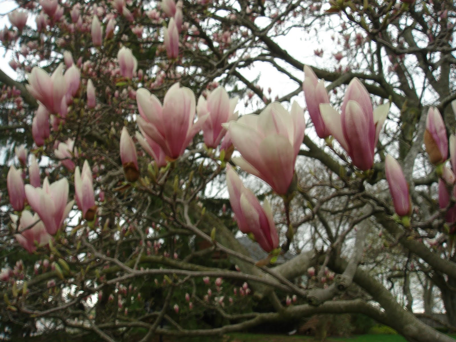 Tour Fort Wayne Indiana! Gotta love Dollar General