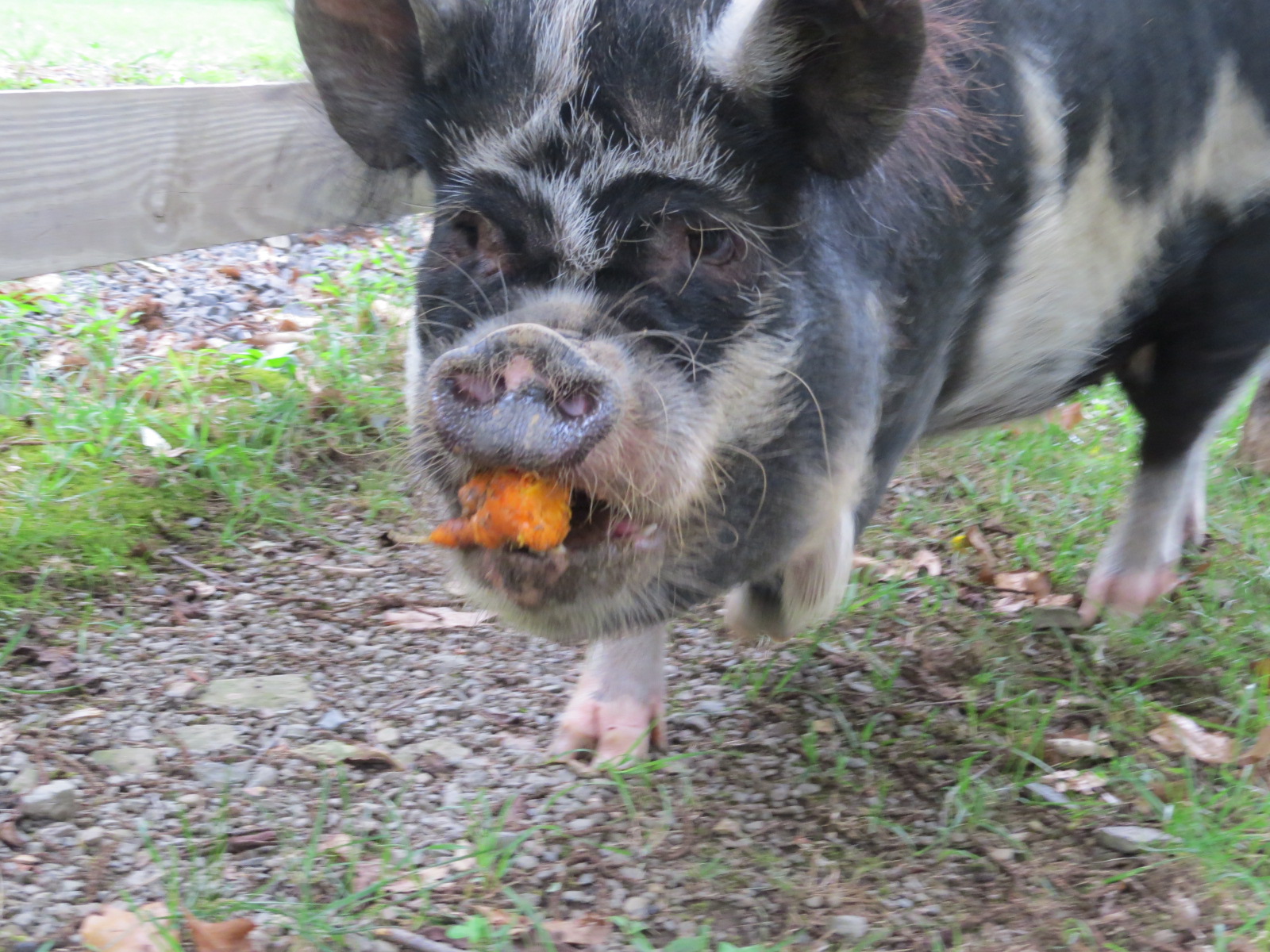 Gnarly Carrots And The Pigs Come Running!