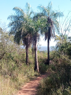 Foto del sendero del Cerro Koi donde se observan palmeras-TU ESENCIA VIAJERA