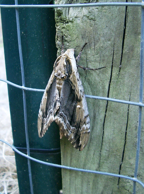 hawk moth linda nelson at the createaerie