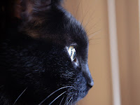 Panzer the cat