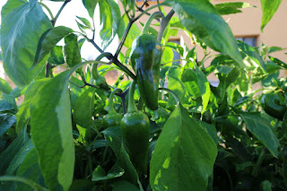 Peppers Peppers
