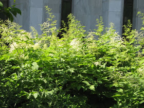 Plant Profile for Astilbe thunbergii 'Prof. van der Wielen' - Tall Japanese  Astilbe Perennial
