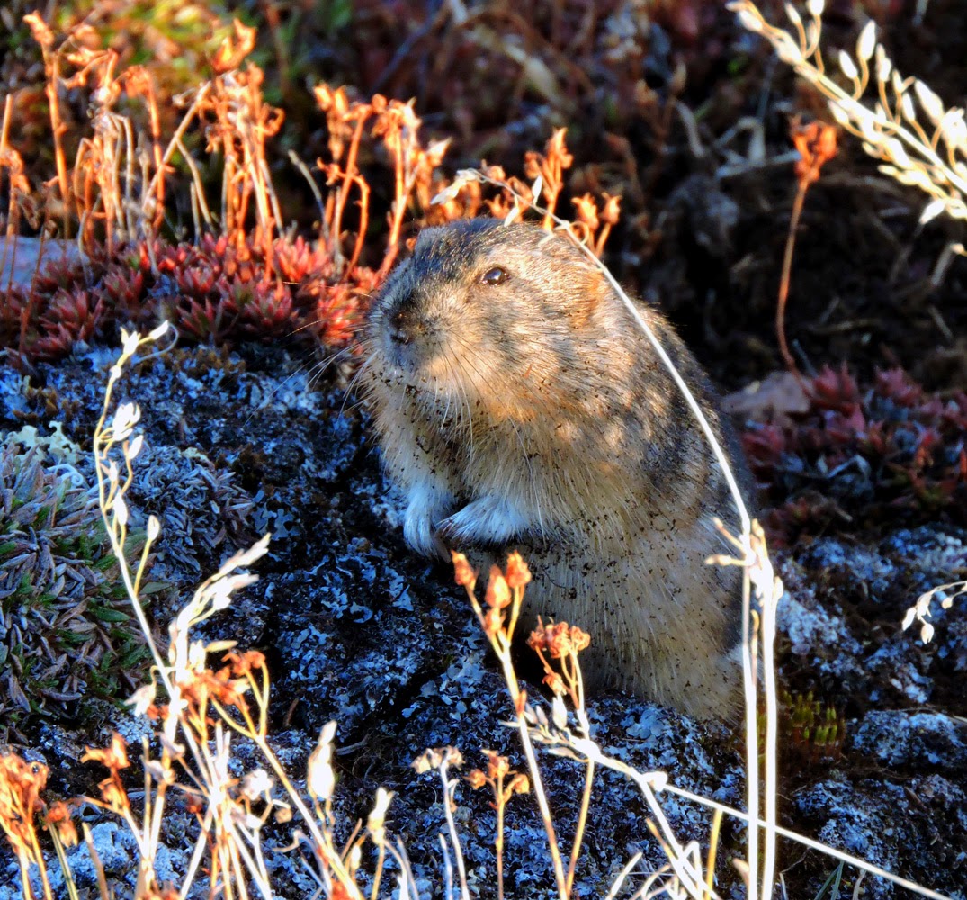 лемминг в тундре. желтобрюхий лемминг. пеструшка лемминг. лемминг обитает в тундре. амурский лемминг.