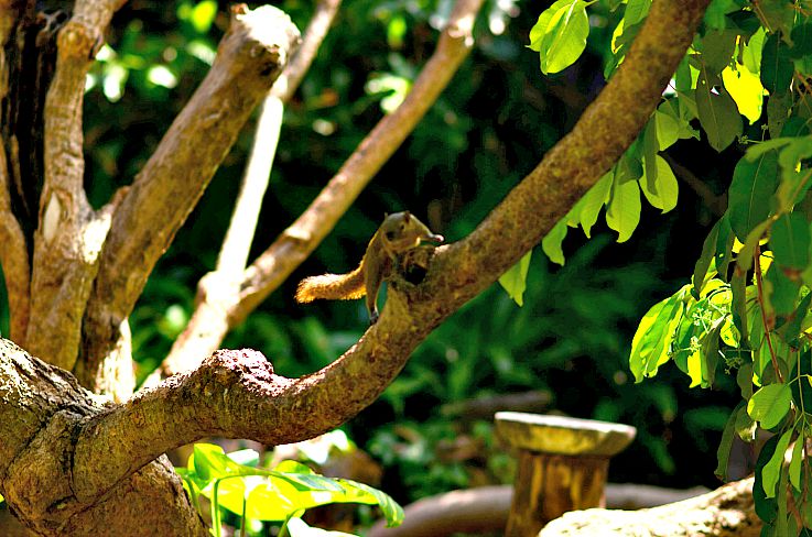 Squirl, Legian beach hotel tropical garden, Bali, Indonesia