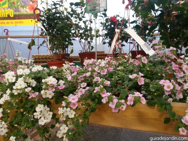 De visita al vivero - Guia de jardin