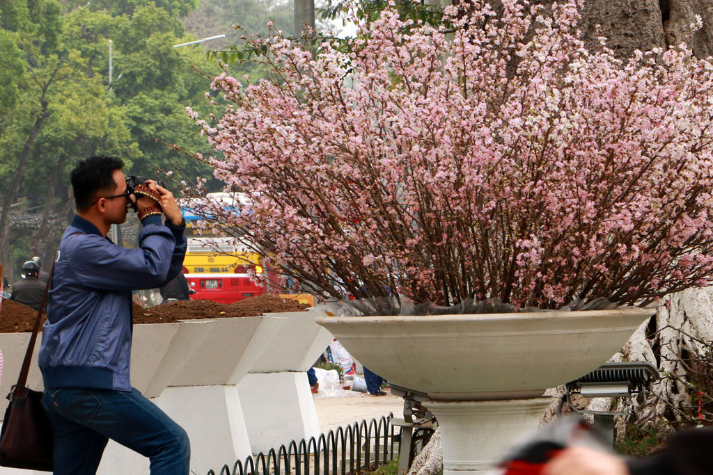 [Image: Hoa-anh-dao-Nhat-ruc-sac-giua-tiet-xuan-Ha-Noi.-9.JPG]