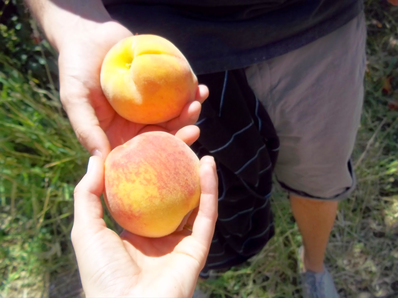 Schnepf Farms Peach Festival Scratch 'N' Stef