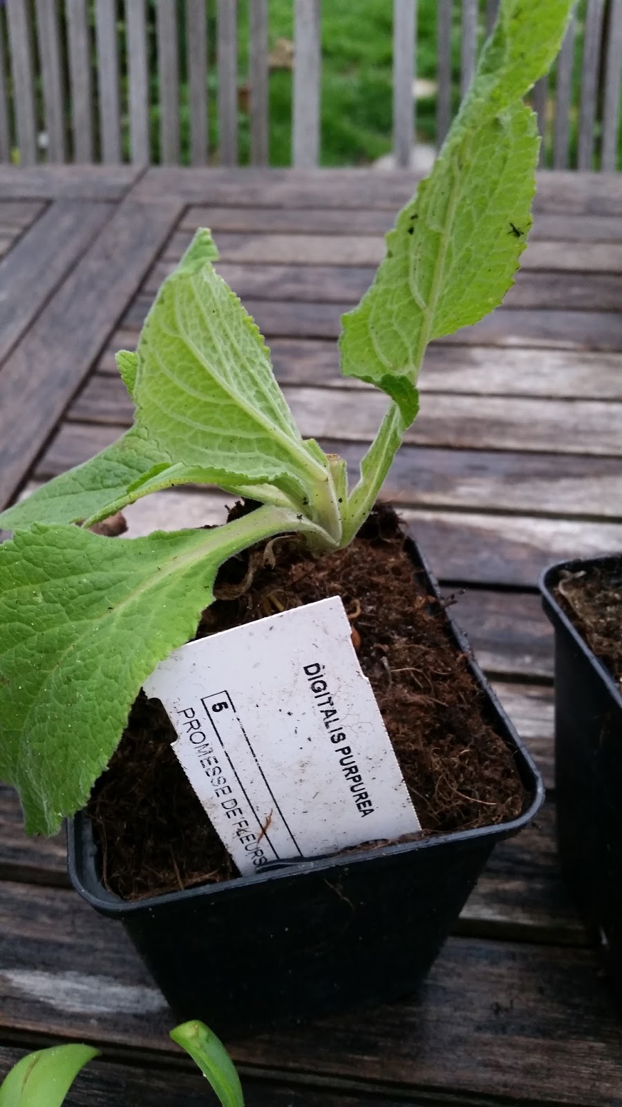 Jlo L Oranger Du Mexique