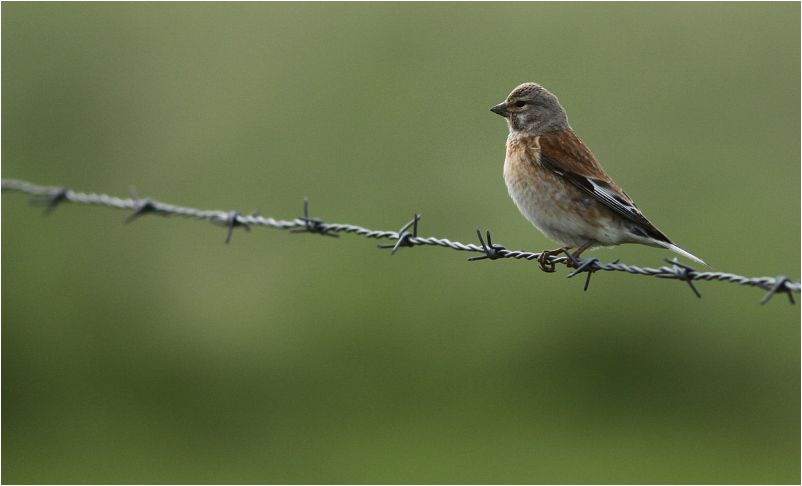 Hänfling Vogel Hänfling Vogel