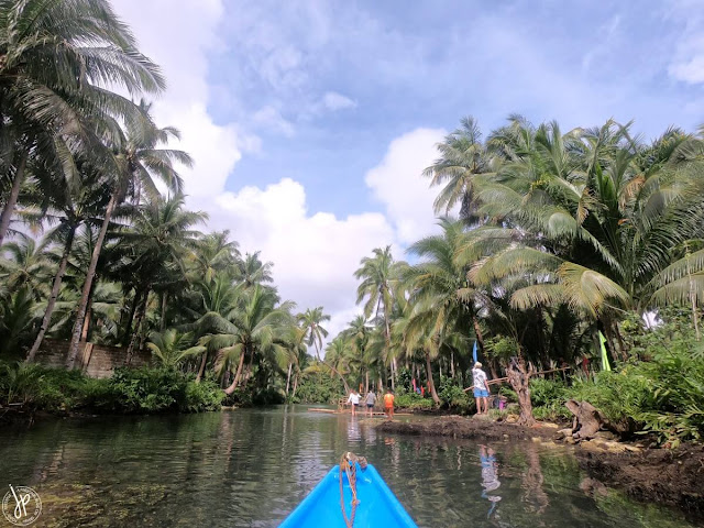 coconut trees and river
