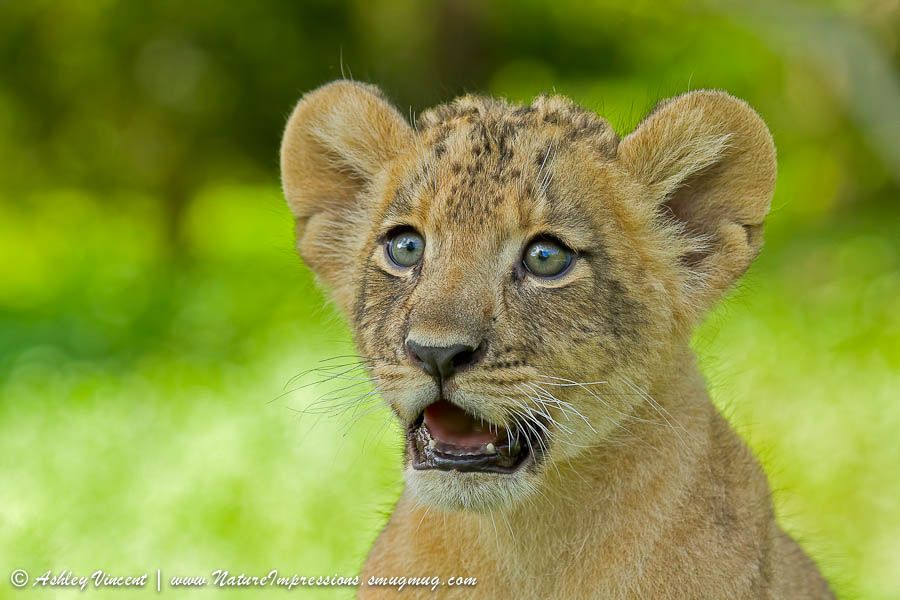 4. Two month old lionees cub at Khao Kheow Open Zoo. Utterly Astonished photo by Ashley Vincent