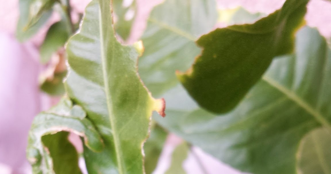 Xtremehorticulture of the Desert Lemon Tree Leaves Eaten up