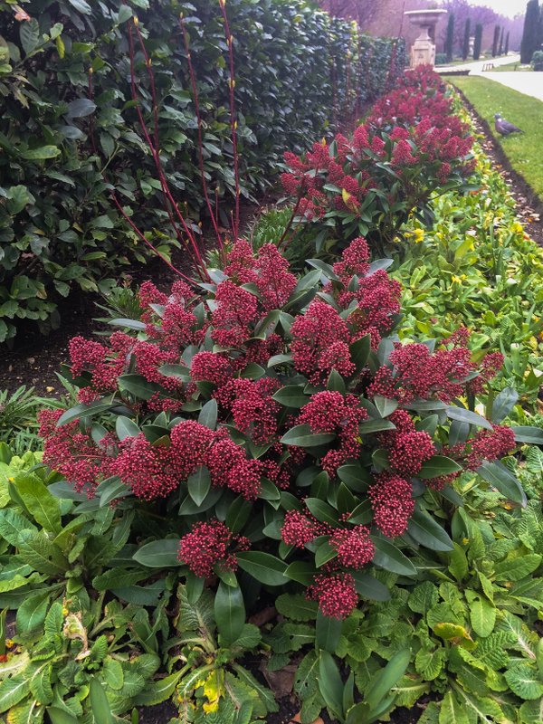 Skimmia Anquetilia The Garden Of Eaden