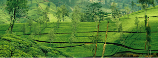 Sri Lanka Tea