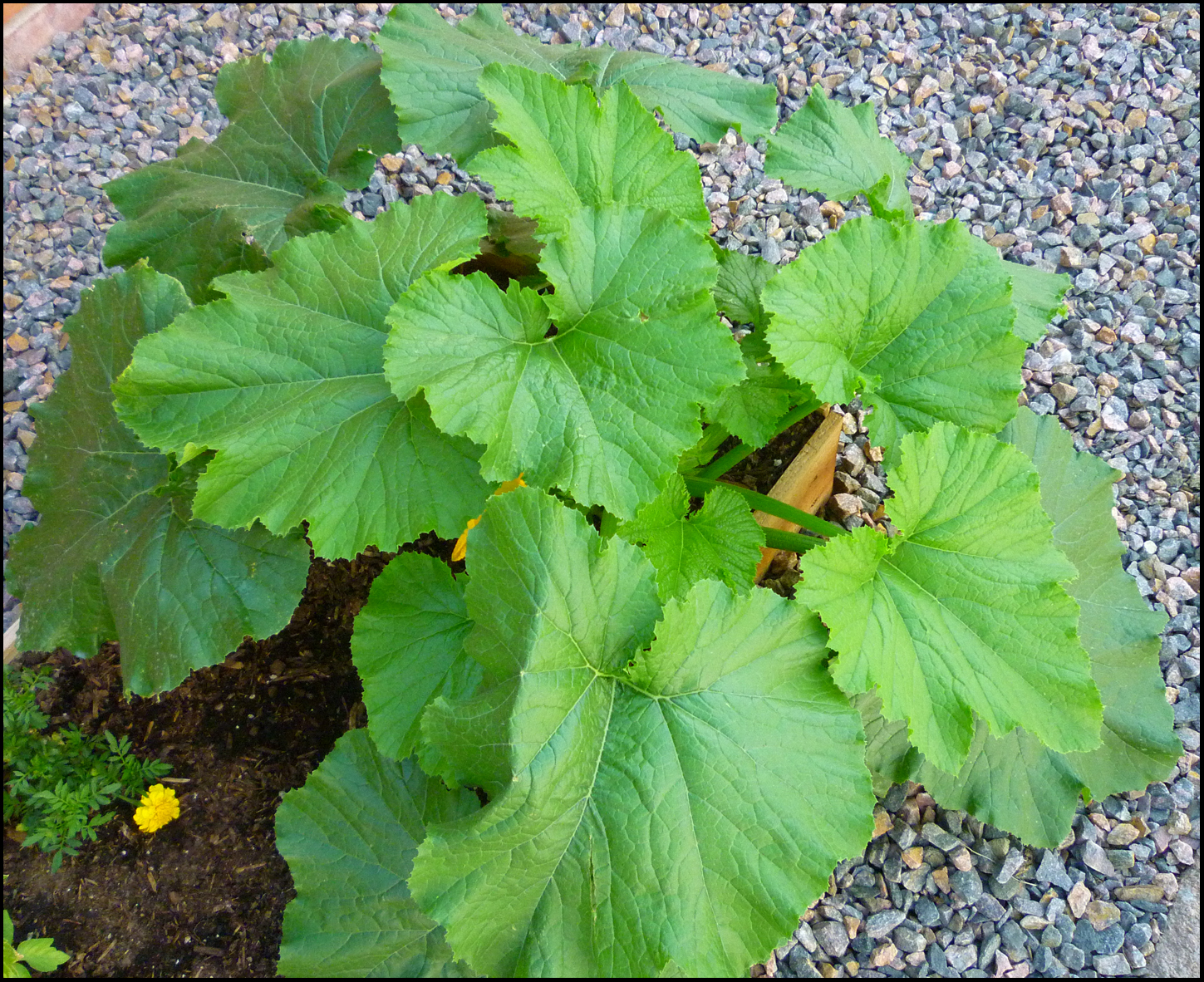 Patio Of Pots Grow Zucchini In A Container