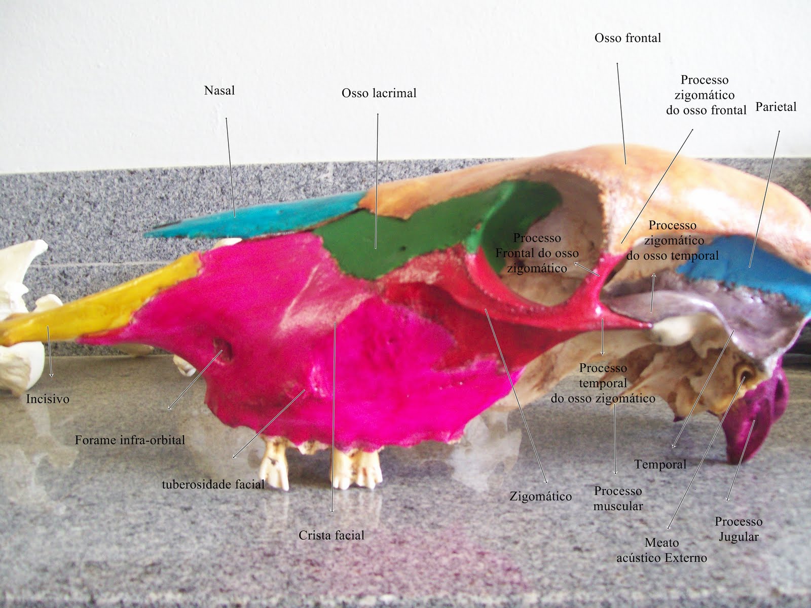 Anatomia Veterinária | Medicina Veterinária - Facisa