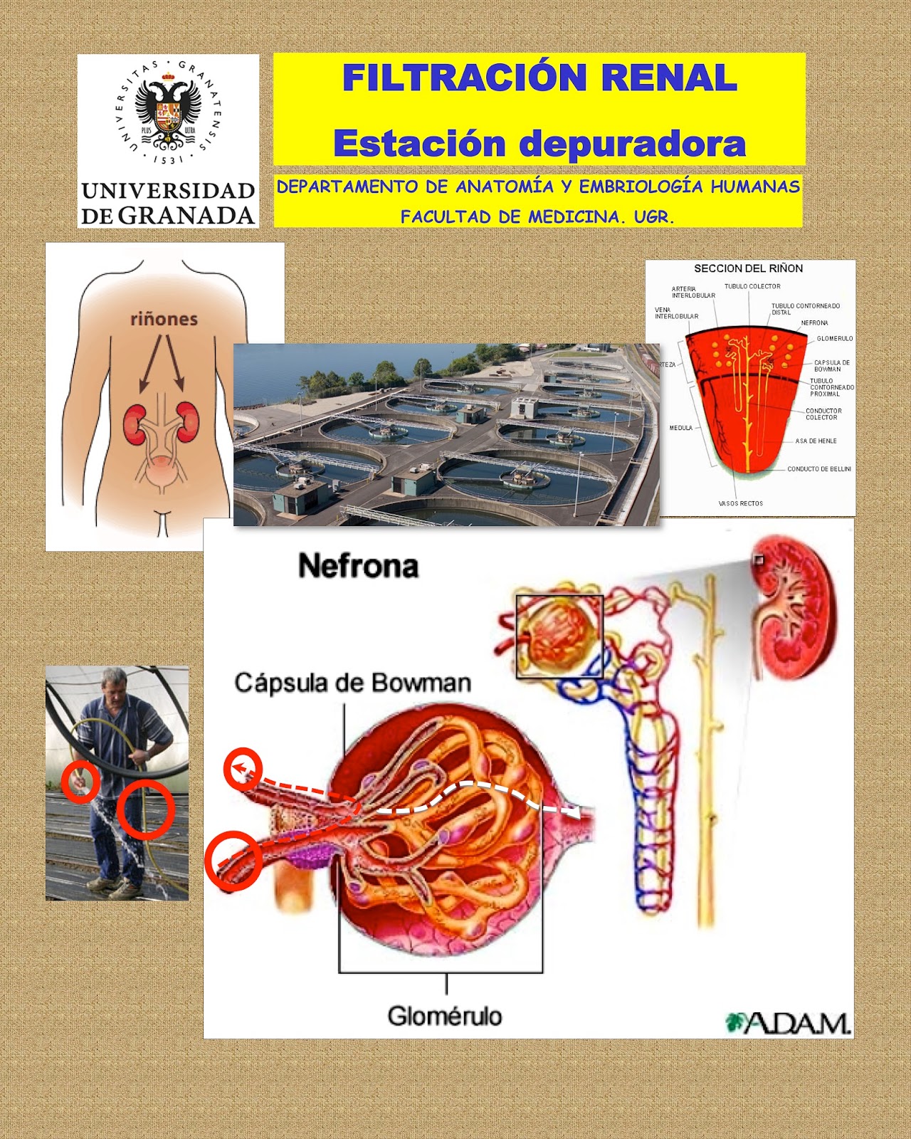 cuantos litros de sangre tiene el cuerpo humano aproximadamente