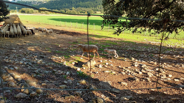 Excursión Salt des Fre (Mallorca)