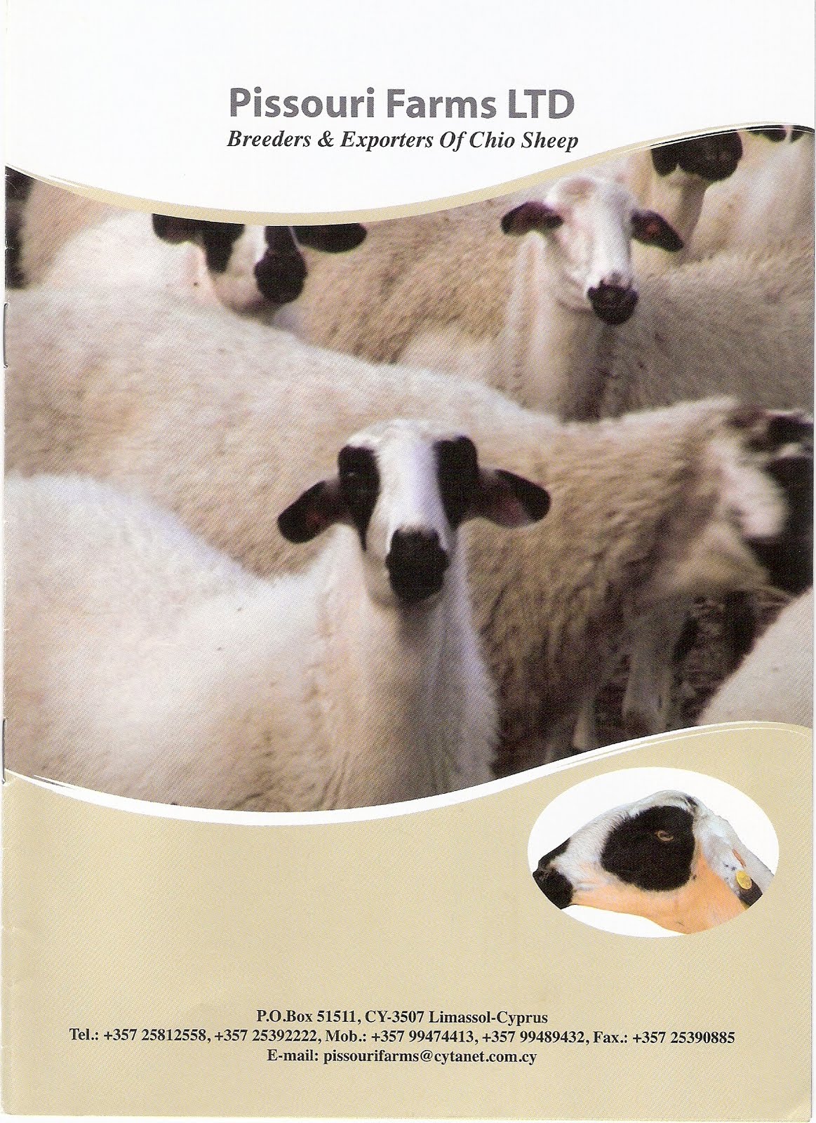 Cyprus Shami (Damascus) Goats SHAMI GOATS AN CHIOS SHEEP BREEDING