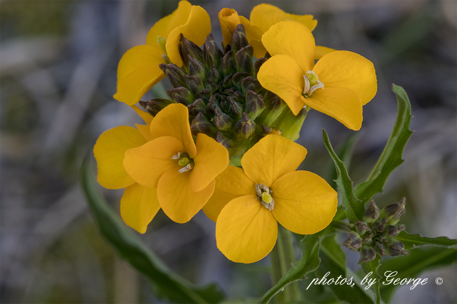 "What's Blooming Now" Western Wallflower (Erysimum capitatum)