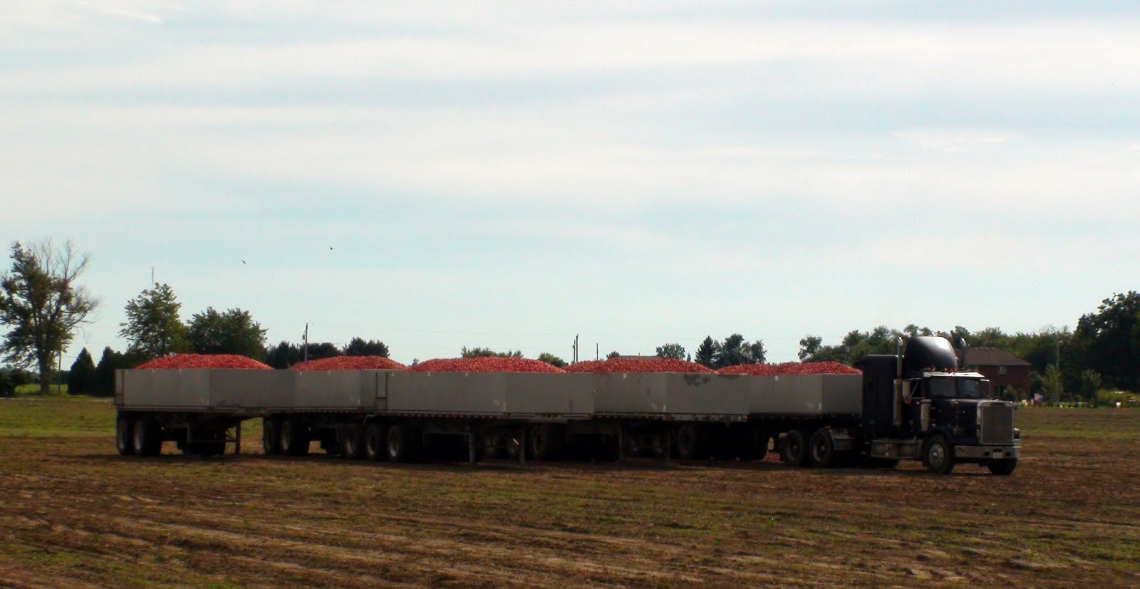 A truck hauling tomatoes to the plant.