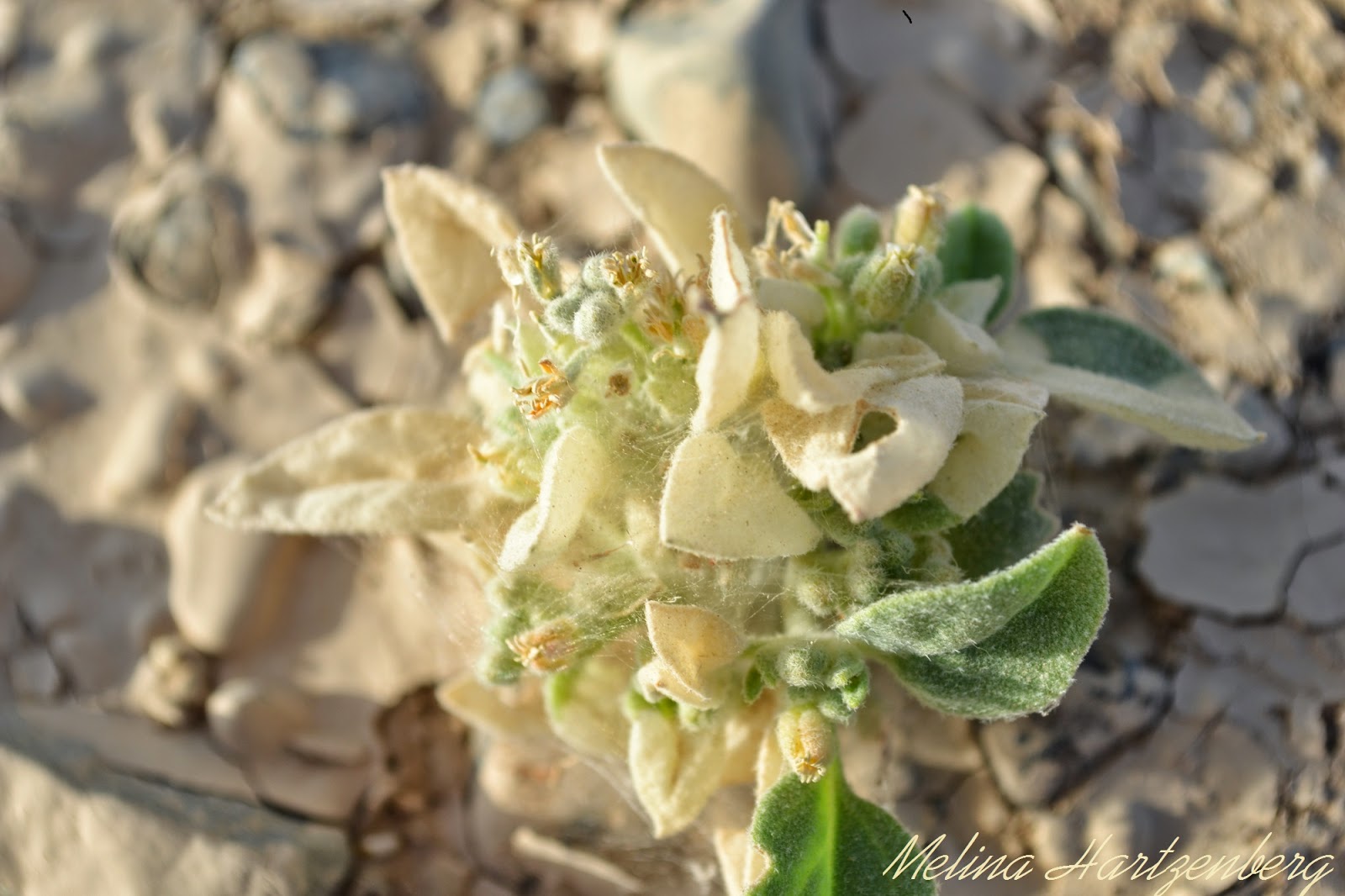 livingplantworld What is the name of this Oman plant?