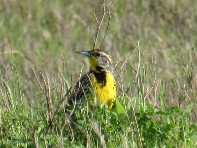 Sacramento National Wildlife Refuge